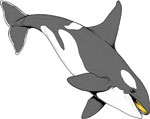  (Orcinus orca)